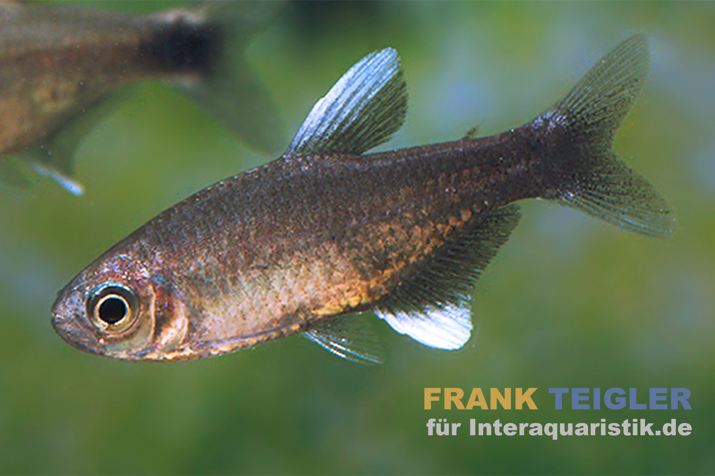 Nego-Dagua-Salmler, Hyphessobrycon negodagua, WF
